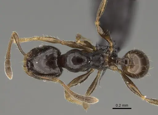 Pheidole tuculutan specimen CASENT0636654 image casent0636654_1