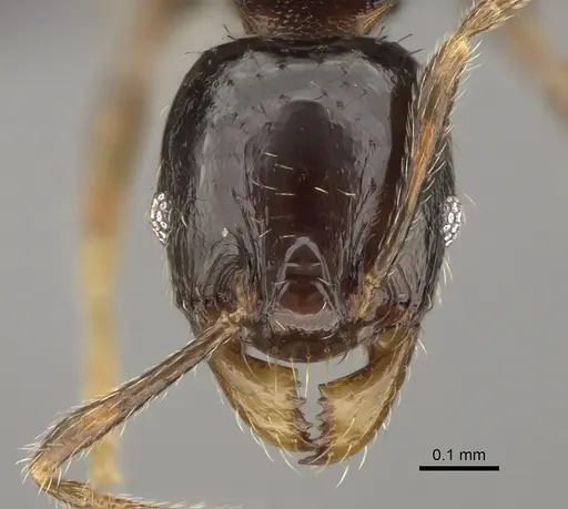 Pheidole tuculutan specimen CASENT0636654 image casent0636654_2