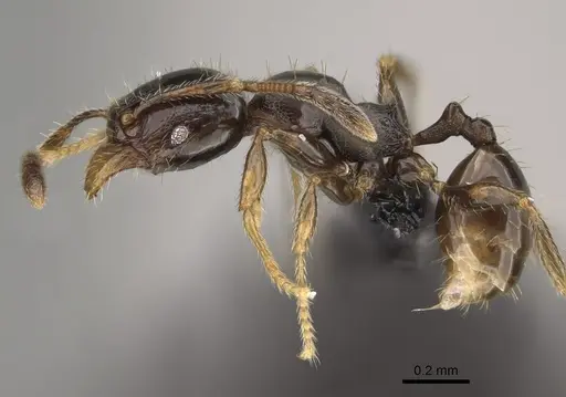 Pheidole tuculutan specimen CASENT0636654 image casent0636654_3