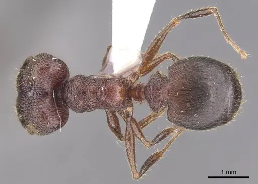 Pheidole tumida specimen CASENT0905873 image casent0905873_1
