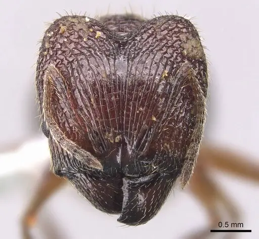 Pheidole tumida specimen CASENT0905873 image casent0905873_2