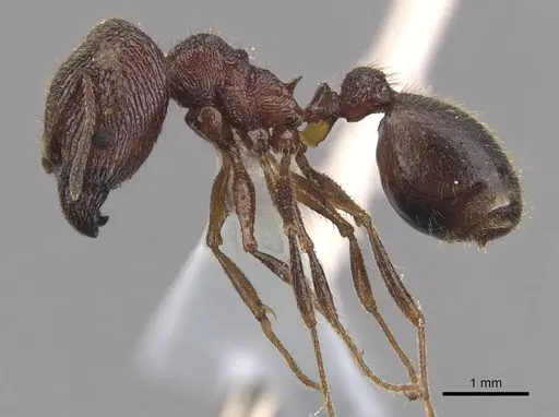 Pheidole tumida specimen CASENT0905873 image casent0905873_3