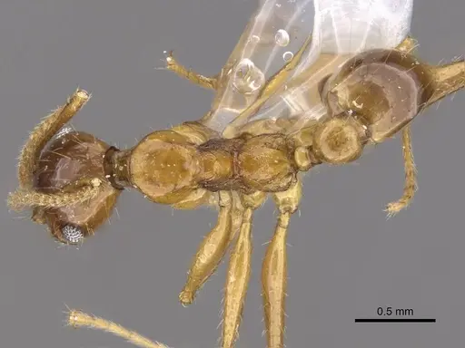 Pheidole tumida specimen CASENT0905874 image casent0905874_1