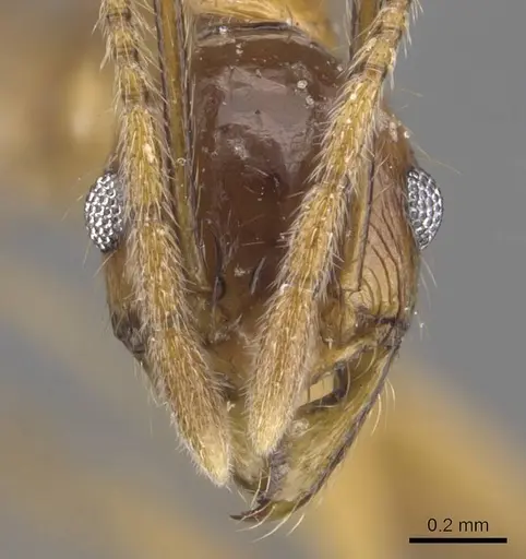 Pheidole tumida specimen CASENT0905874 image casent0905874_2