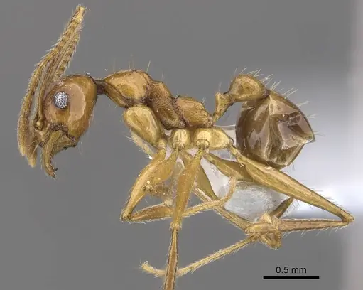 Pheidole tumida specimen CASENT0905874 image casent0905874_3