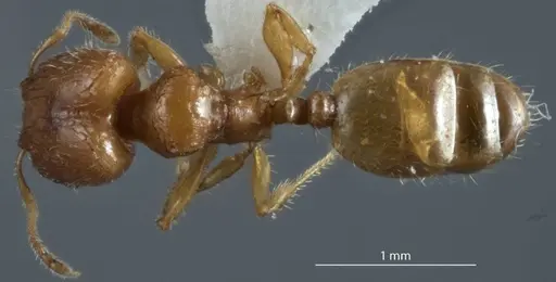 Pheidole turneri specimen ANTWEB1041215 image antweb1041215_1