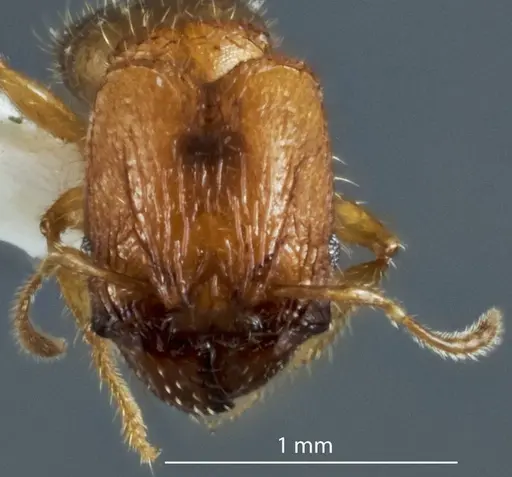 Pheidole turneri specimen ANTWEB1041215 image antweb1041215_2