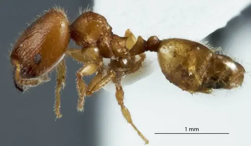 Pheidole turneri specimen ANTWEB1041215 image antweb1041215_3