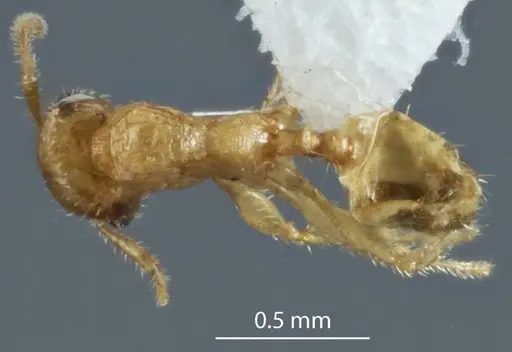 Pheidole turneri specimen ANTWEB1041216 image antweb1041216_1