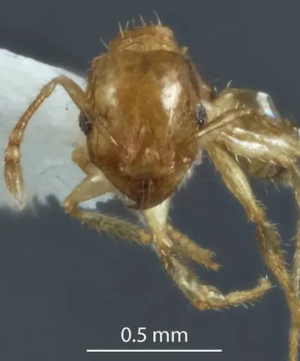 Pheidole turneri specimen ANTWEB1041216 image antweb1041216_2