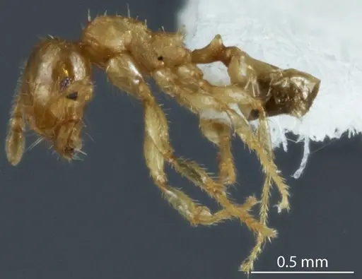 Pheidole turneri specimen ANTWEB1041216 image antweb1041216_3