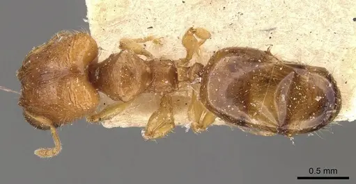 Pheidole turneri specimen CASENT0908060 image casent0908060_1
