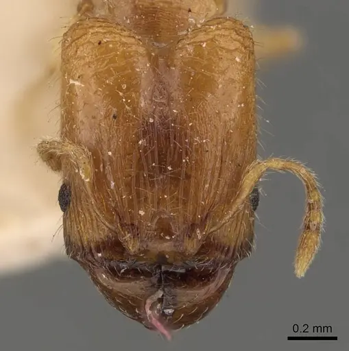 Pheidole turneri specimen CASENT0908060 image casent0908060_2