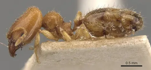 Pheidole turneri specimen CASENT0908060 image casent0908060_3