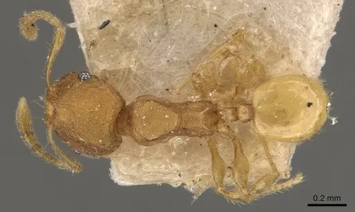 Pheidole turneri specimen CASENT0908061 image casent0908061_1