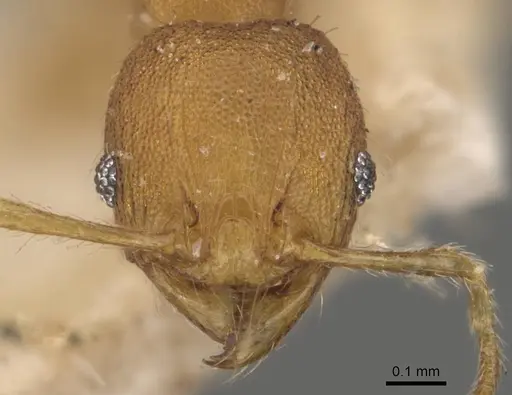 Pheidole turneri specimen CASENT0908061 image casent0908061_2