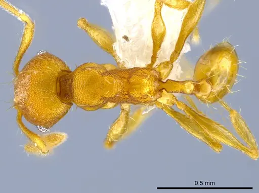 Pheidole tuxtlasana specimen CASENT0625306 image casent0625306_1
