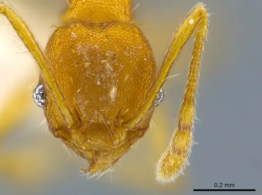 Pheidole tuxtlasana specimen CASENT0625306 image casent0625306_2