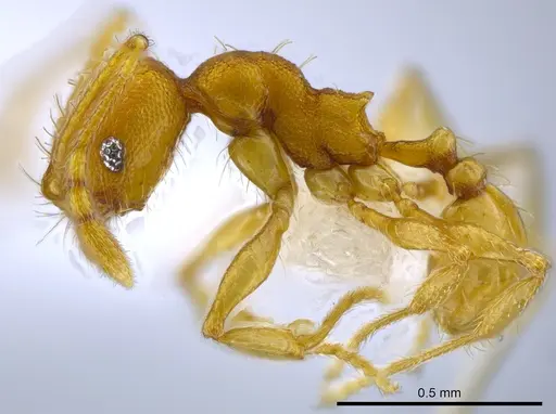 Pheidole tuxtlasana specimen CASENT0625306 image casent0625306_3