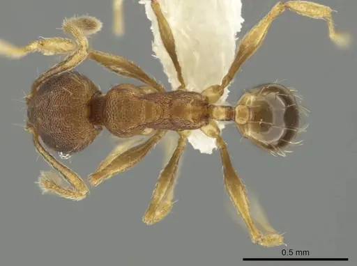 Pheidole tuxtlasana specimen CASENT0640546 image casent0640546_1