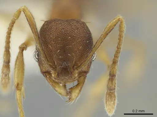 Pheidole tuxtlasana specimen CASENT0640546 image casent0640546_2