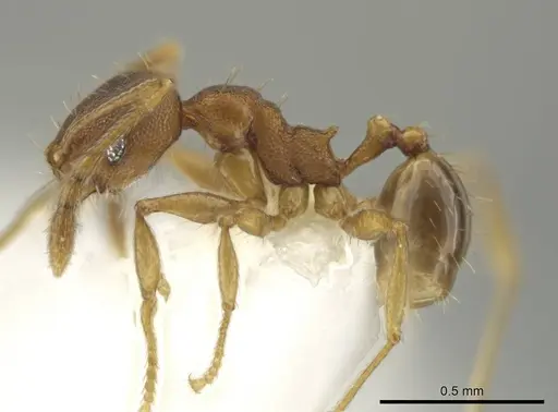 Pheidole tuxtlasana specimen CASENT0640546 image casent0640546_3
