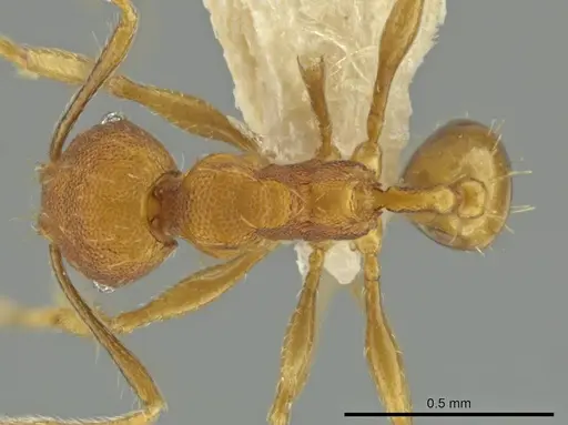 Pheidole tuxtlasana specimen CASENT0645885 image casent0645885_1