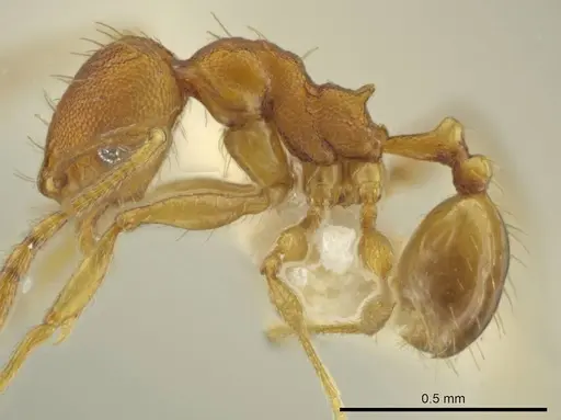Pheidole tuxtlasana specimen CASENT0645885 image casent0645885_3