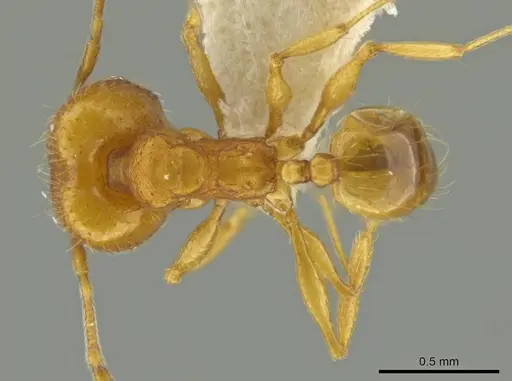 Pheidole tuxtlasana specimen JTLC000016564 image jtlc000016564_1