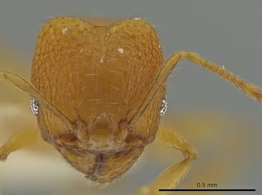 Pheidole tuxtlasana specimen JTLC000016564 image jtlc000016564_2