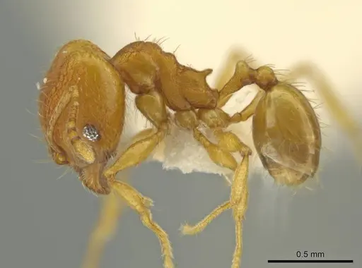 Pheidole tuxtlasana specimen JTLC000016564 image jtlc000016564_3