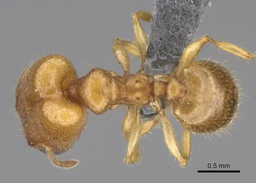 Pheidole typhlos specimen CASENT0279339 image casent0279339_1