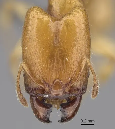 Pheidole typhlos specimen CASENT0279339 image casent0279339_2