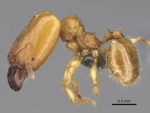 Pheidole typhlos specimen CASENT0279339 image casent0279339_3
