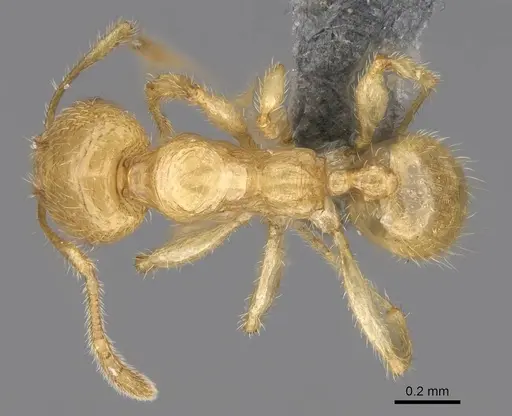 Pheidole typhlos specimen CASENT0279340 image casent0279340_1