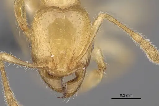 Pheidole typhlos specimen CASENT0279340 image casent0279340_2