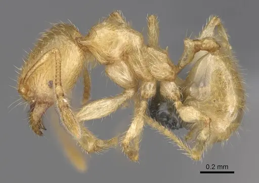 Pheidole typhlos specimen CASENT0279340 image casent0279340_3