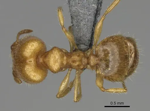Pheidole typhlos specimen CASENT0302953 image casent0302953_1