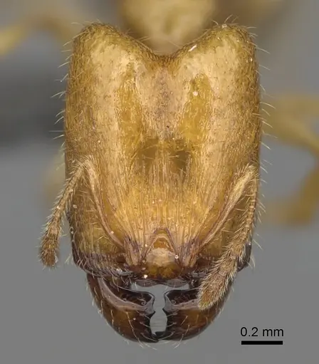 Pheidole typhlos specimen CASENT0302953 image casent0302953_2