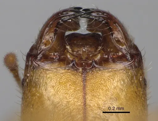 Pheidole typhlos specimen CASENT0302953 image casent0302953_3