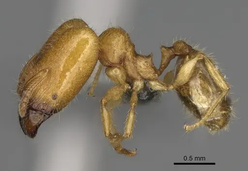 Pheidole typhlos specimen CASENT0302953 image casent0302953_4