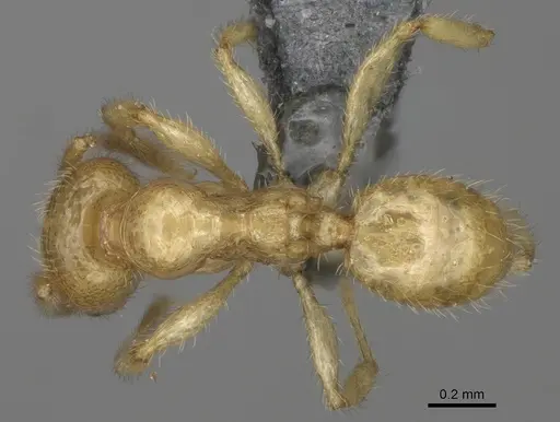 Pheidole typhlos specimen CASENT0923217 image casent0923217_1