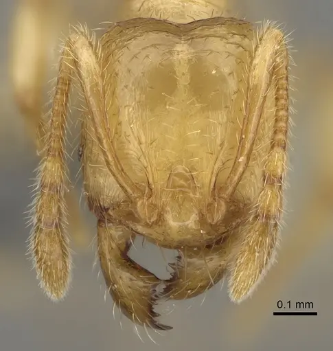 Pheidole typhlos specimen CASENT0923217 image casent0923217_2