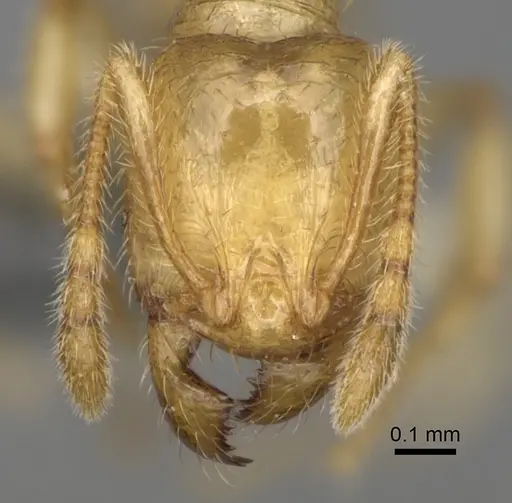 Pheidole typhlos specimen CASENT0923217 image casent0923217_3