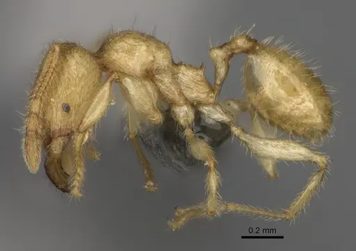 Pheidole typhlos specimen CASENT0923217 image casent0923217_4