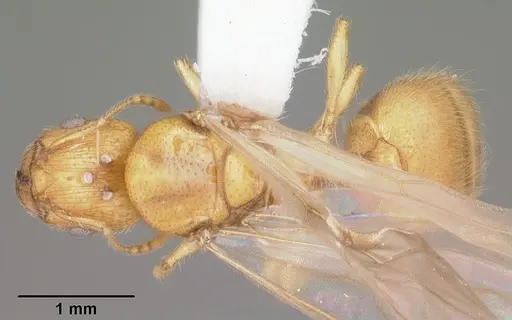 Pheidole tysoni specimen CASENT0104425 image casent0104425_1
