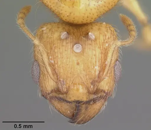 Pheidole tysoni specimen CASENT0104425 image casent0104425_2