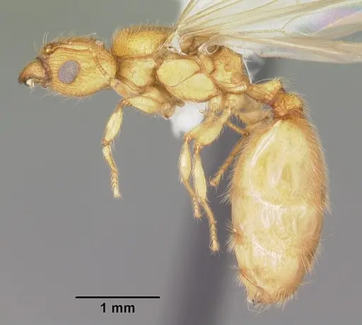 Pheidole tysoni specimen CASENT0104425 image casent0104425_3