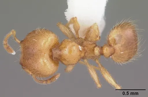 Pheidole tysoni specimen CASENT0104426 image casent0104426_1