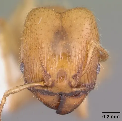Pheidole tysoni specimen CASENT0104426 image casent0104426_2